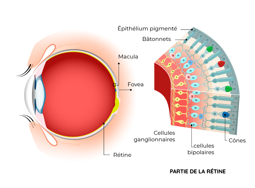 Schéma explicatif de la rétine de l'oeil